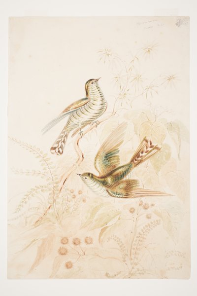 Pipi wau rau roa (Pipiwharauroa) Cuculo N.Z da Charles Heaphy